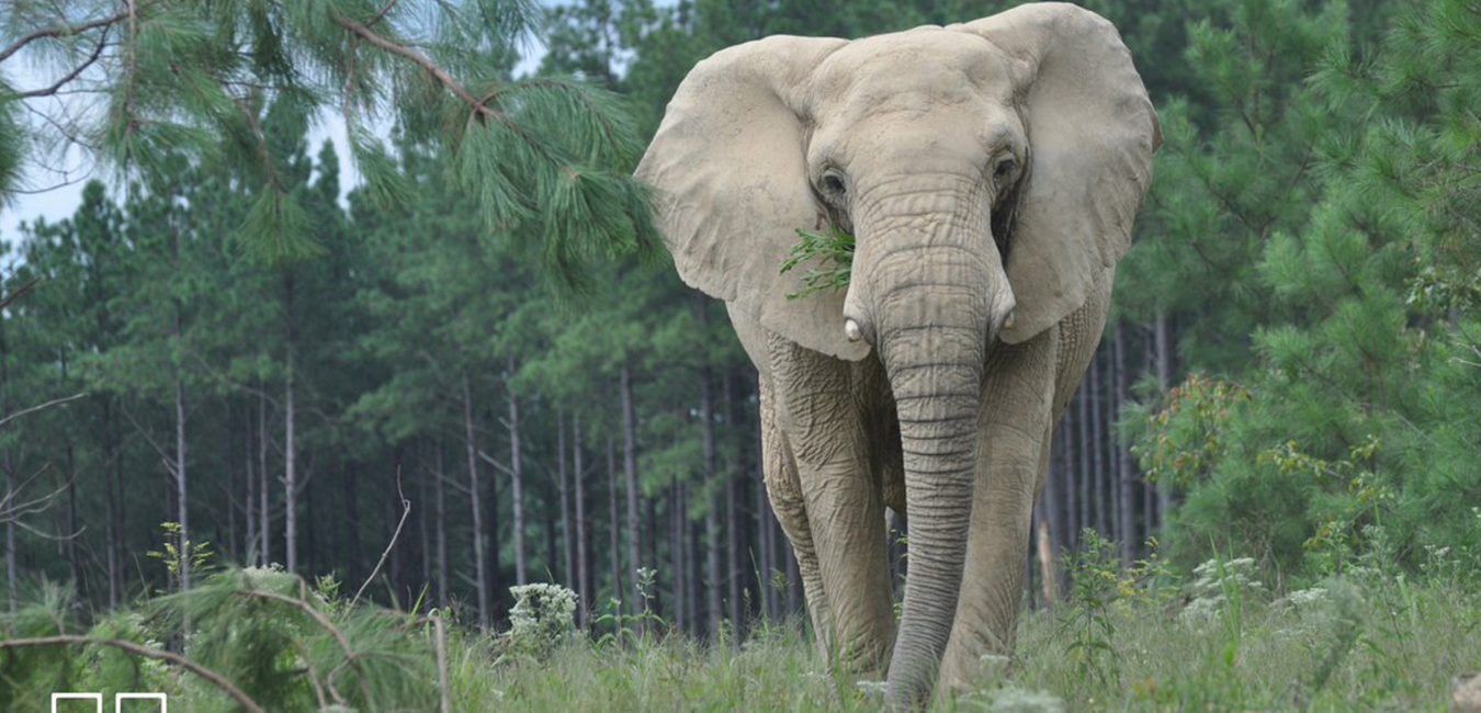 Meet Our Elephant, Flora!